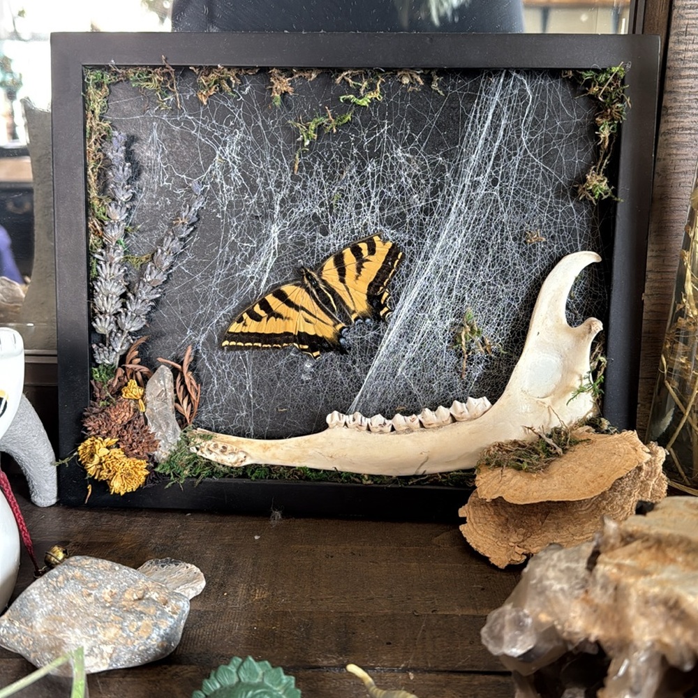 Swallowtail butterfly trapped in a web with a deer jaw bone